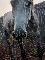 poster de Horse Opera