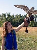 poster de Mon faucon