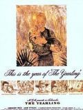Affiche de Jody et le faon, film à voir en streaming sur Pygargue