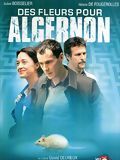 Affiche de Des fleurs pour Algernon, film à voir en streaming sur Pygargue