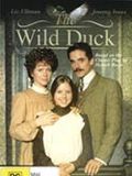 Affiche de The Wild Duck, film à voir en streaming sur Pygargue