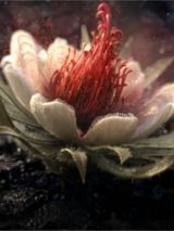 photo de La Force du Volcan