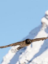 photo de Le gypaète barbu