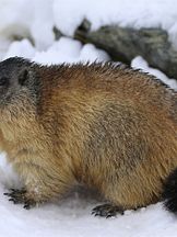 photo de La marmotte