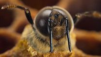 image de Secrets Of The Bees - saison 1 Bande-annonce VO STEN