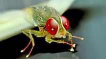 image de Eega, la mouche vengeresse Bande-annonce VO STFR