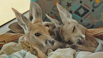 image de Charlie et les kangourous Bande-annonce VF