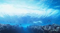 image de Le Royaume des requins Bande-annonce