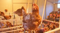 image de L’œuf et la poule Bande-annonce VF