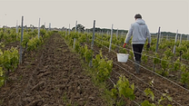image de Esprit Libre, une autre viticulture est possible Bande-annonce VF