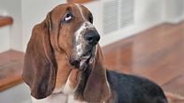 image de A Dog's Perfect Christmas Bande-annonce VO