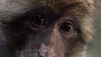 image de Wild Genius Bande-annonce VO