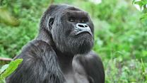 image de Une Histoire de Gorilles avec David Attenborough Bande-annonce VO
