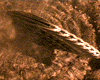 image de Final fantasy, les créatures de l'esprit Extrait vidéo (2) VF