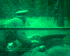 image de Taureau Extrait vidéo VO