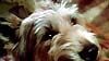 image de Winn-Dixie mon meilleur ami Bande-annonce VF