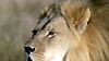 image de Lions, combat de rois au Kalahari Bande-annonce VO