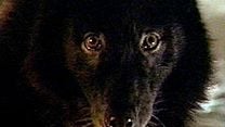 image de Wolfen Bande-annonce VO