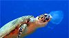 image de Voyage sous les mers 3D Extrait vidéo (2) VF