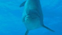 image de Voyage sous les mers 3D Bande-annonce (2) VF