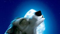image de Alpha & Omega - 3D Teaser VF