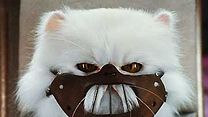 image de Comme chiens et chats - La Revanche de Kitty Galore Extrait vidéo VF