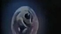 image de Le Monstre Bande-annonce VO