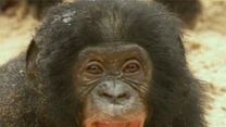 image de Bonobos Extrait vidéo (2) VF