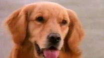 image de Air Bud 4 : Un chien du tonnerre Bande-annonce VO