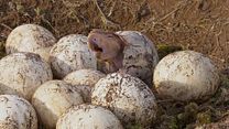 "Sur la terre des dinausaures" Oeuf