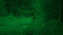 image de Au cœur de la forêt du Sasquatch Bande-annonce VO