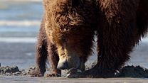 image de Grizzly - EXTRAIT VF "Les palourdes"
