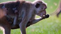 image de Au Royaume des Singes - EXTRAIT VF "Un repas de fête"