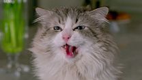 image de Ma vie de chat - MAKING OF VOST "Les chats célèbres du film" 