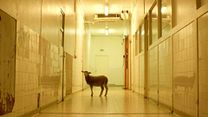 image de Gorge Coeur Ventre - EXTRAIT "Le mouton"