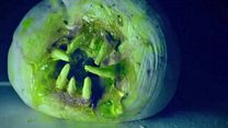 image de L'Attaque des donuts tueurs Bande-annonce VO