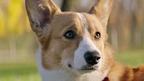 image de Mes vies de chien EXTRAIT VO "Coup de foudre"