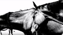image de Cheval au galop Film ou épisode complet VF