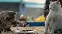 image de Kedi - Des chats et des hommes EXTRAIT VO "Deniz" 