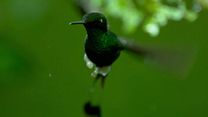 image de Un nouveau jour sur Terre EXTRAIT VF "Colibri"