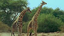 image de Un nouveau jour sur Terre EXTRAIT VF "Girafes"