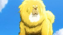 image de Le Chien du Tibet Bande-annonce VF
