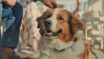 image de Mes autres vies de chien Bande-annonce VO