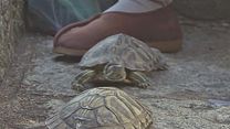 image de One Mind - Une Vie Zen EXTRAIT VO "Les tortues"