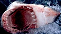 image de Shark Week Bande-annonce VO