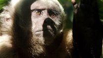 image de Il était une forêt Bande-annonce VF