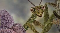 image de La petite fabrique du monde Bande-annonce VO