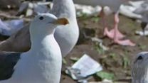 image de Jonathan Livingston le goéland Teaser VO