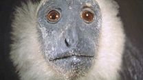 image de Un animal, des animaux Teaser VF