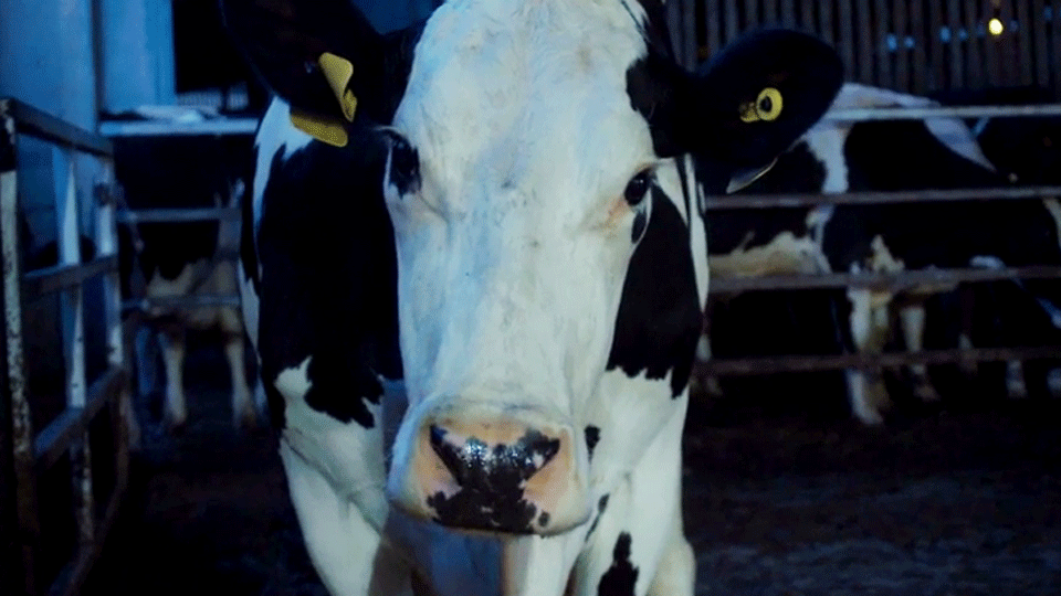 image de Cow EXTRAIT VO "Regard-caméra"